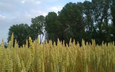 Esportare agro-food in Sudafrica