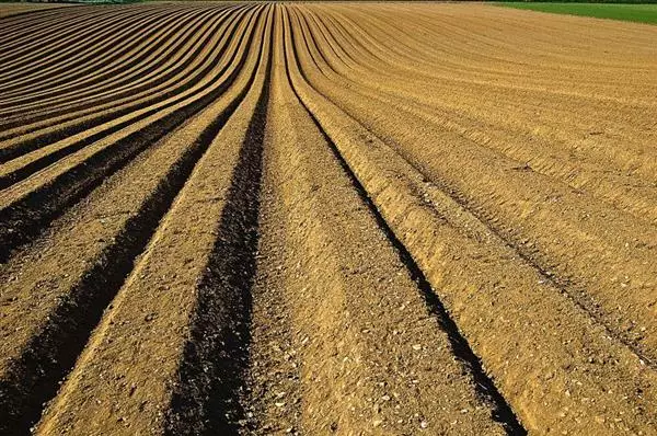 Tutela civile e penale del made in Italy nell'agroalimentare