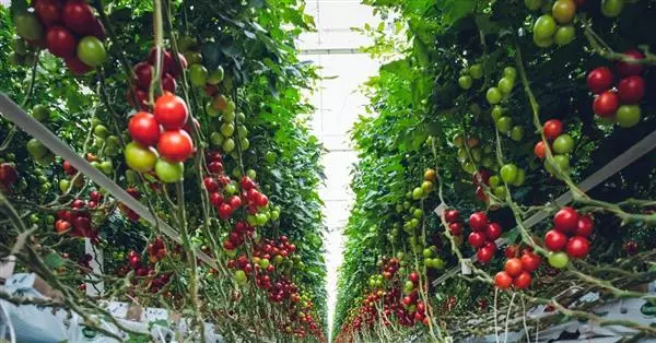 Nuova piattaforma per favorire l’export del biologico italiano