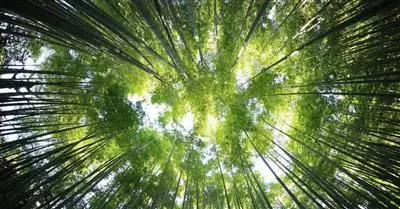 Corporate Sustainability Due Diligence e doveri degli amministratori di società