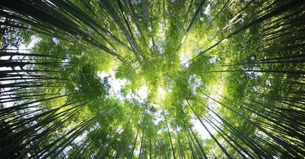 Corporate Sustainability Due Diligence e doveri degli amministratori di società