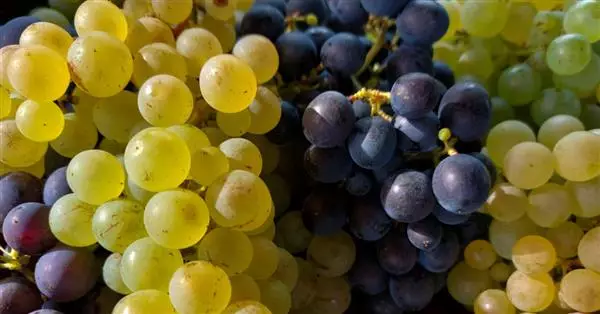 Vendemmia ottima ma in calo, export in sofferenza