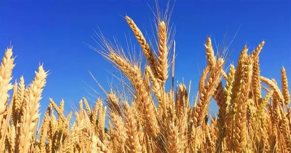 Agroalimentare 2016: i prodotti e i mercati più in crescita sui segmenti premium – price