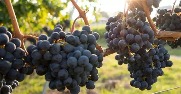 Nomisma: export vino I semestre 2025