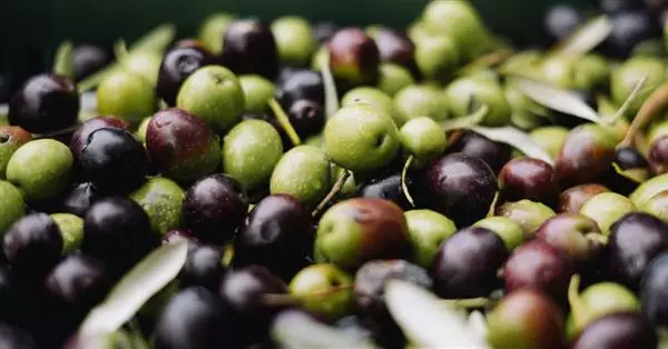 Industria dell’olio d’oliva: indagine Mediobanca